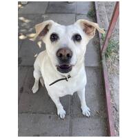 Amy, ivartalanított szuka kutyus #12