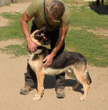 Marsall, egy éves, kan