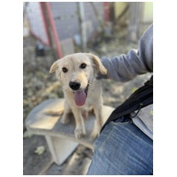 Nugát, 5 hónapos keverék fiúcska #2