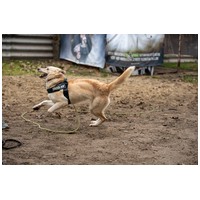 Szamóca, árva leányka #3