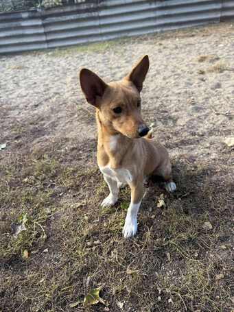 Chino, 7 hónapos keverék kisfiú