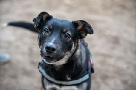 Hektor, kan kutyus gazdit keres
