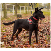 Aji, 2 éves, szuka #10