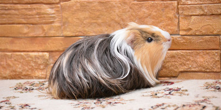 Alapvető tudnivalók a tengerimalacokról