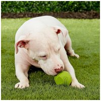 Chuckit! Erratic Ball - A Kiszámíthatatlan labda kutyajáték #4