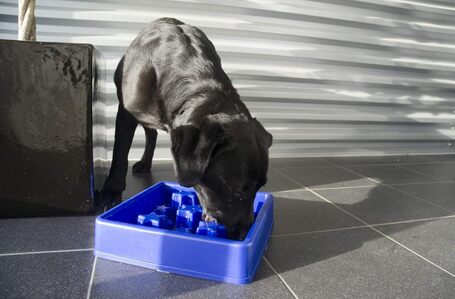 Eat Slow Live Longer Star habzsolásgátló tál