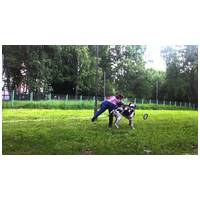 Puller fitnessz/ügyességfejlesztő karikák kutyáknak #8