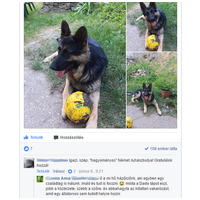 Dado Hypoallergenic Puppy Mini Fish & Rice | Hipoallergén halas táp kistestű kölyökkutyáknak #9