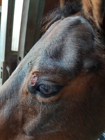 Union Bio Skincut nyugtató hatású hámosító krém lovaknak