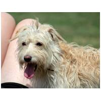 Aranyka, ivartalanított szuka kutyus #15