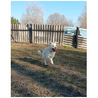 Bella, egy éves, szuka #3