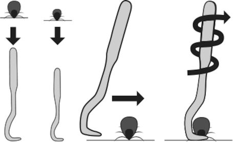 Flamingo kullancskiszedő horog (2 db / szett, kicsi és nagy méret)