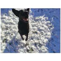 Cherry, 1 éves, 52 cm magas, szuka #2