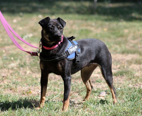 Robin, ivartalanított lányka gazdit keres