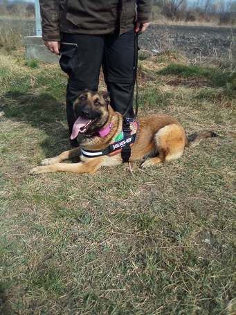 Kira, 3 éves, 61 cm magas, szuka