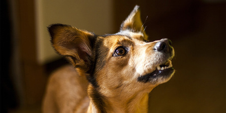 Hogyan nevelj engedelmes kutyát - és magadból jó falkavezért?