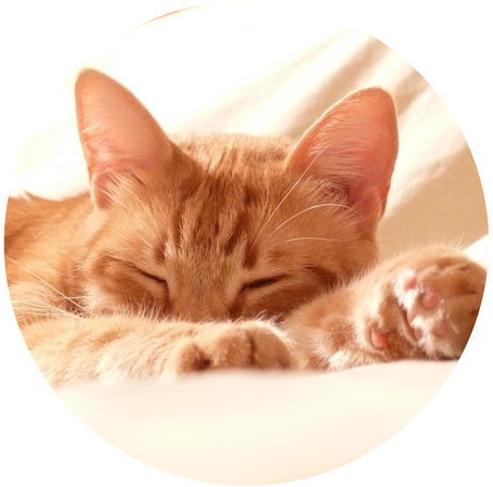 Nyugtatók, stresszoldók macskáknak