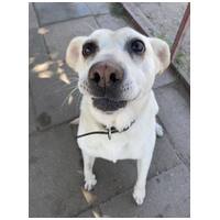 Amy, ivartalanított szuka kutyus #14