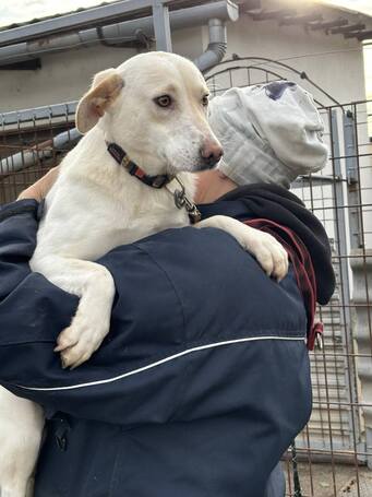 Odett, árva leány kutya