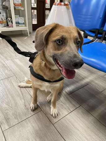 Kira, 2 éves szuka kutyus