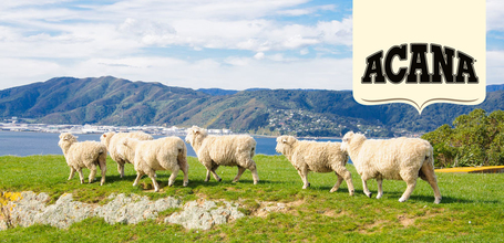 Acana Grass-Fed Lamb