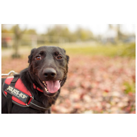 Aji, 2 éves, szuka #9