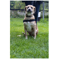 Kira, 2 éves szuka kutyus #6