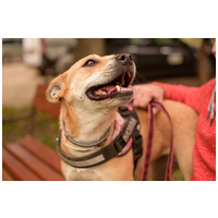 Natasa, 6 éves, 48 cm magas, szuka #3