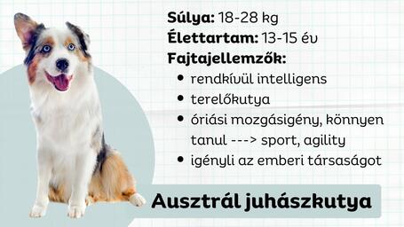 Az ausztrál juhászkutya - Made in the U.S.A.