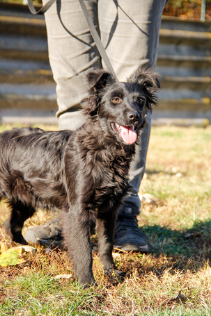 Áfonya, 5 hónapos keverék kislány