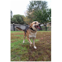 Sally, 5 éves ivartalanított szuka #4