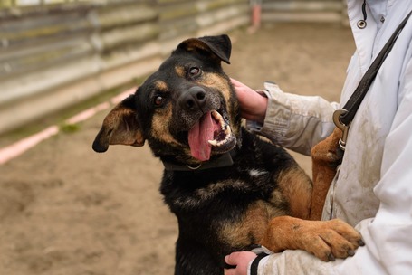 Szultán, négy éves, kan