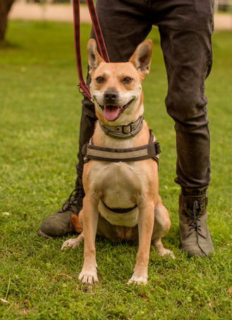 Natasa, 6 éves, 48 cm magas, szuka