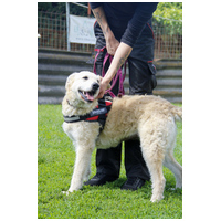 Sziszike, 8 éves, ivartalanított szuka kutyus #6