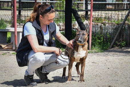 Ariell, 12 éves, 47 cm magas, lány kutya