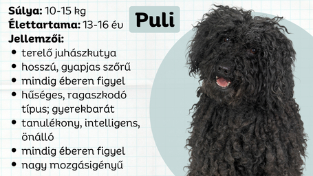 Puli, a magyar raszta terelőkutya, aki világszerte népszerű