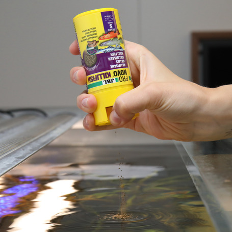 JBL ProNovo Killifish Click