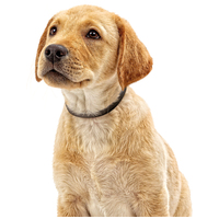 Beaphar CaniComfort feromonos nyugtató nyakörv kölyökkutyáknak #5