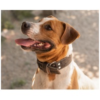 Hádész, 9 éves, 50 cm magas, kan #10