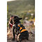 Montana Dog francia bulldog kutyahám narancs színben