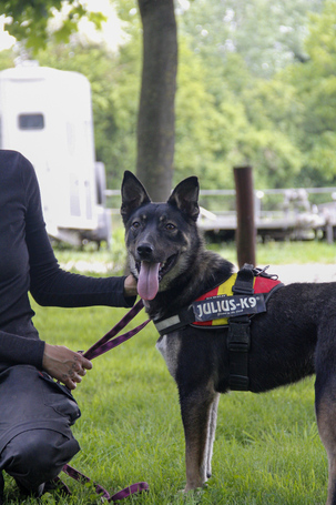 Hektor, kan kutyus gazdit keres