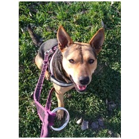 Jázmin, 2 éves, 52 cm magas, szuka #6