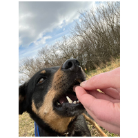 Gizi, 6 éves, 48 cm magas, szuka #6