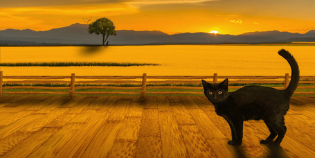 A macska és az ember közös élete