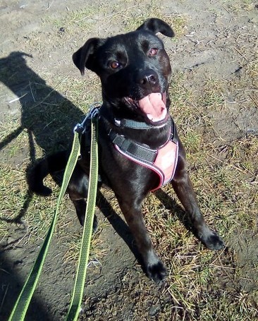 Fido, 1 éves, közepes testű, kan