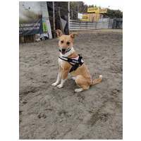 Hajni, 1 éves, közepes méretű, szuka #3