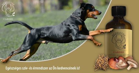HerbalVet Cardio Bio gyógygomba kivonat