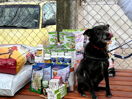 Sally, 7 éves, 34 cm magas, szuka