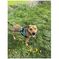 Vilinger, ivartalanított kan #8