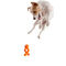 West Paw Tizzi - Multifunkcionális kutyajáték